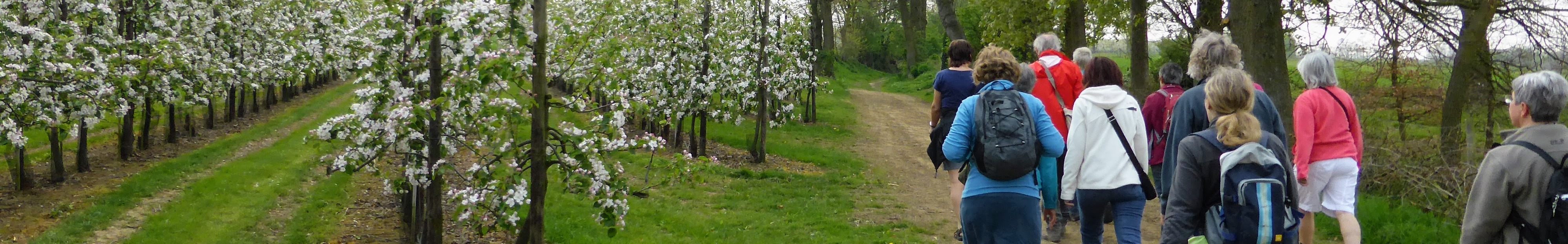 Kalipso Banner Bloesemwandeling