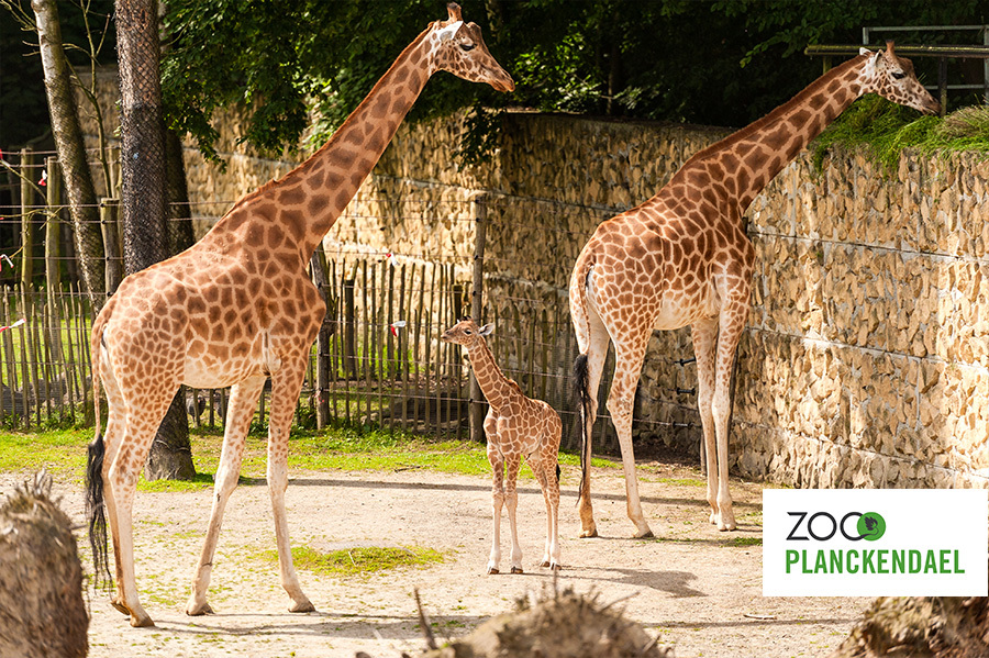 Notenkrakkenfeest: Zoo Planckendael