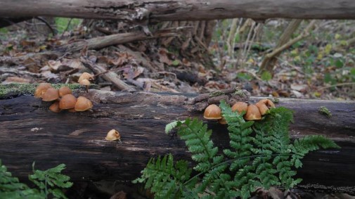 Herfstwandeling Vlierbeek